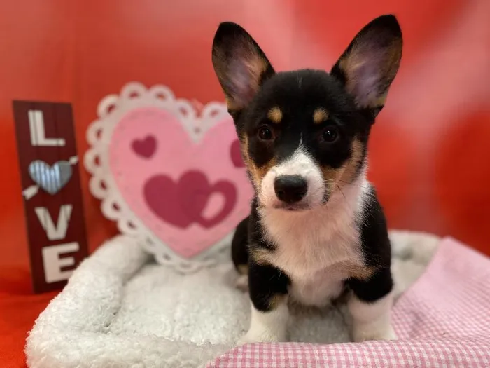 Female Welsh Corgi - Pembroke Puppy for sale