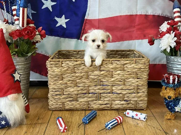 Male MalChi Puppy for Sale in Winchester, VA image