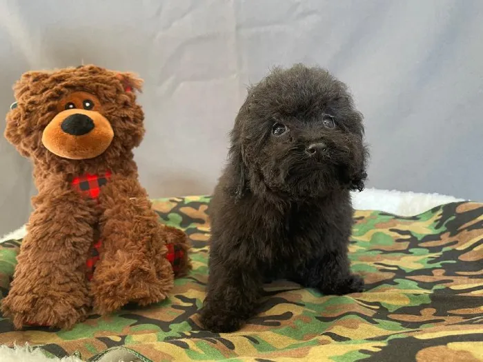 Male Poodle (Miniature) Puppy for sale