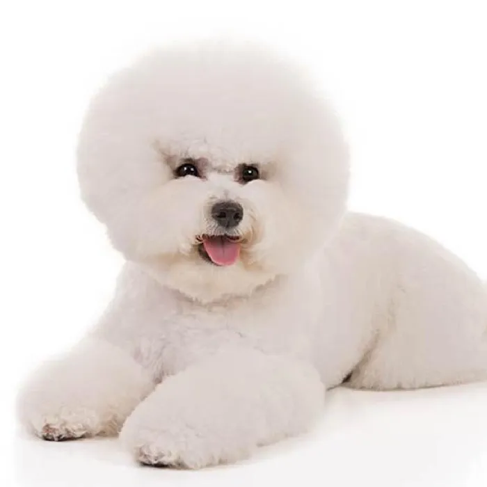 Bichon Puppies for Sale image
