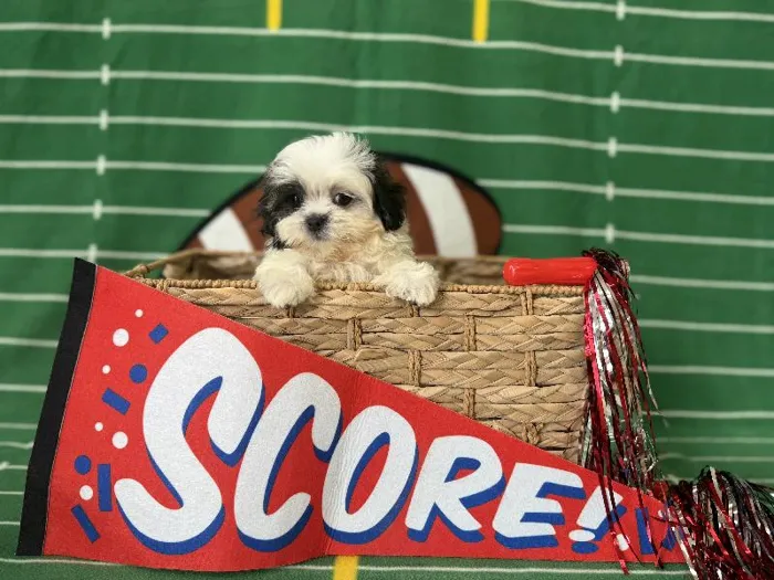 Female Mal/Shi Puppy for Sale in Winchester, VA
