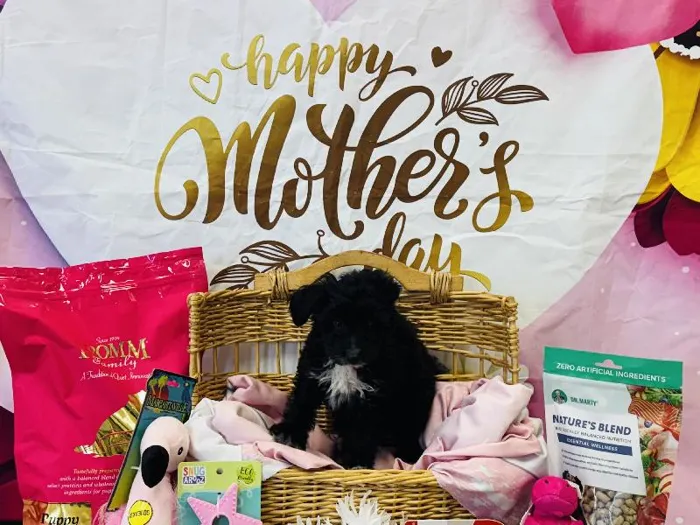 Male Sheltie-Mini Poodle Puppy for Sale in Winchester, VA image