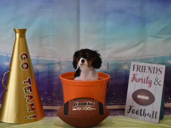 Male Cavalier King Charles Puppy for Sale in Winchester, VA