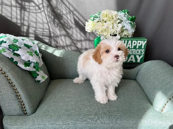 Female Havanese-Yochon Puppy for Sale in Winchester, VA image