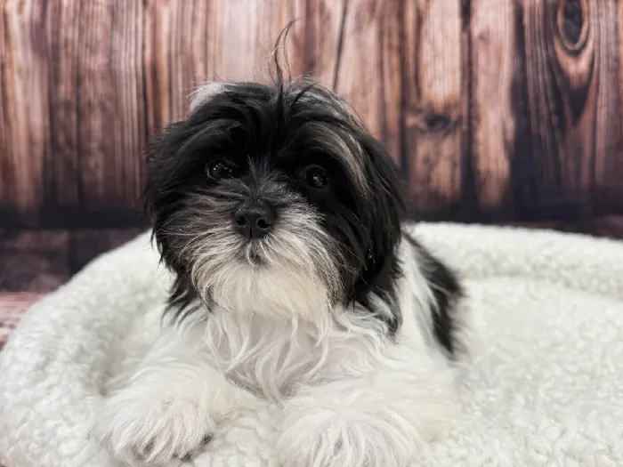 Male Maltese-Shipoo Puppy for Sale in Winchester, VA image