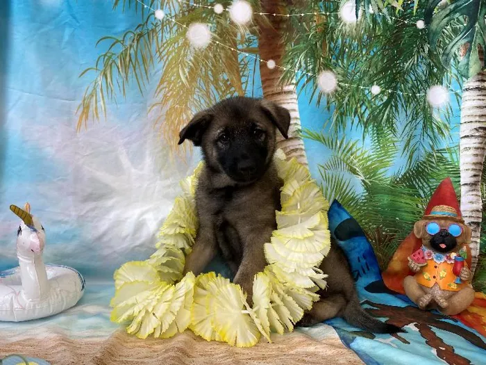 Male German Shepherd-Norwegian Elkhound Puppy for Sale in Winchester, VA image