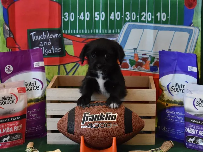 Male Yorkinese Puppy for Sale in Winchester, VA