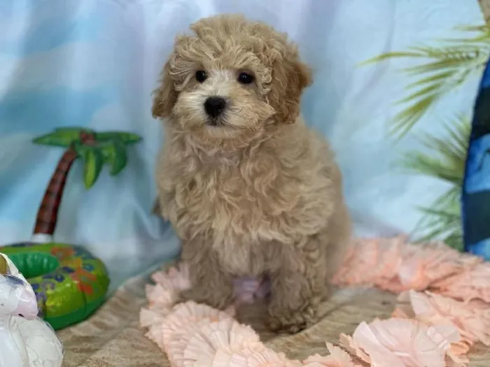 Male Bichon Poo Puppy for Sale in Winchester, VA image