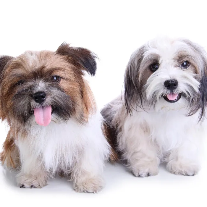 Havanese Puppies for Sale image