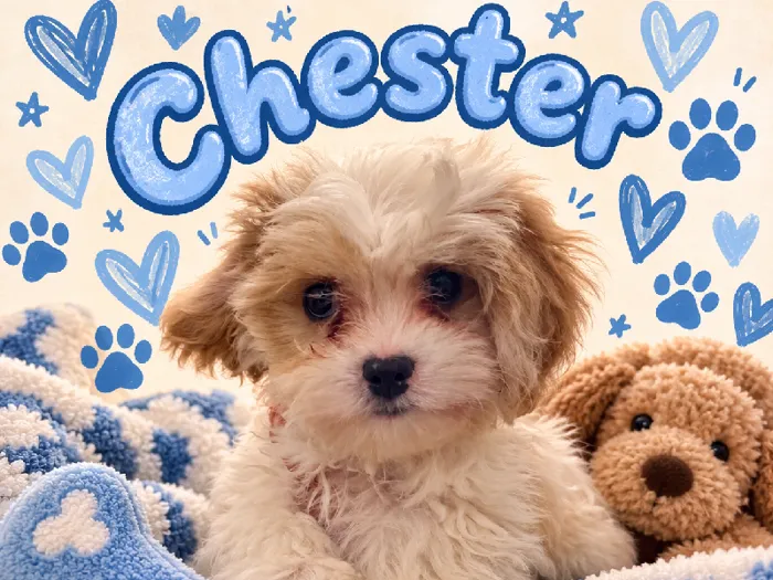 Male Cavachon puppy named Chester for sale at Puppy City Harrisonburg.