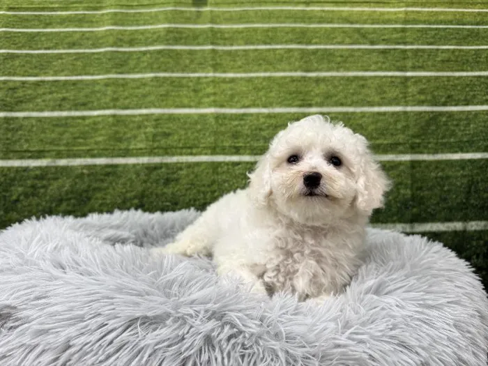 Female Bichon Poo puppy named Rue for sale at Puppy City Winchester.