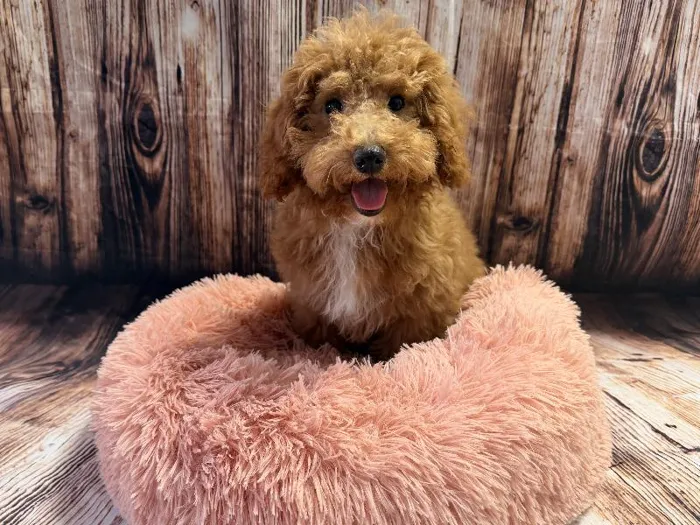 Male Mini Poodle puppy named Rocky for sale at Puppy City Winchester.