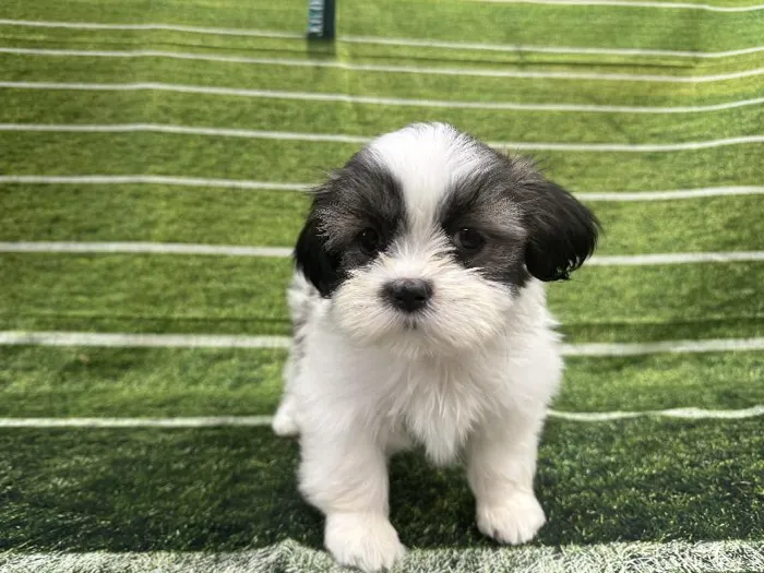 Male Shih Tzu puppy named Gideon for sale at Puppy City Winchester.