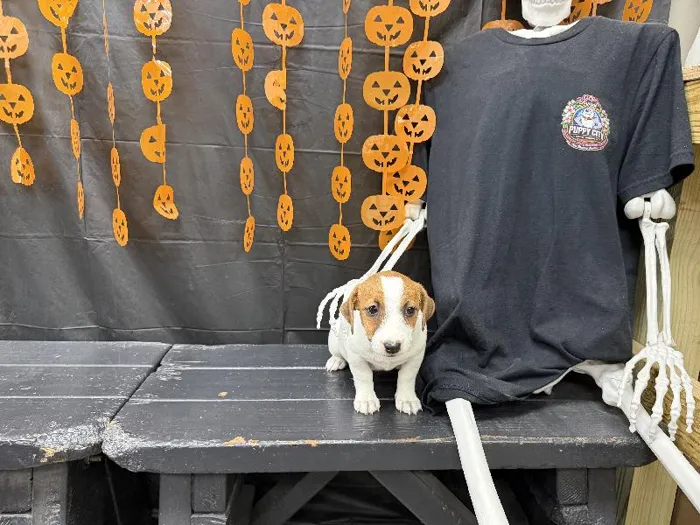 Female Jack Russell Terrier puppy named Toto for sale at Puppy City Winchester.