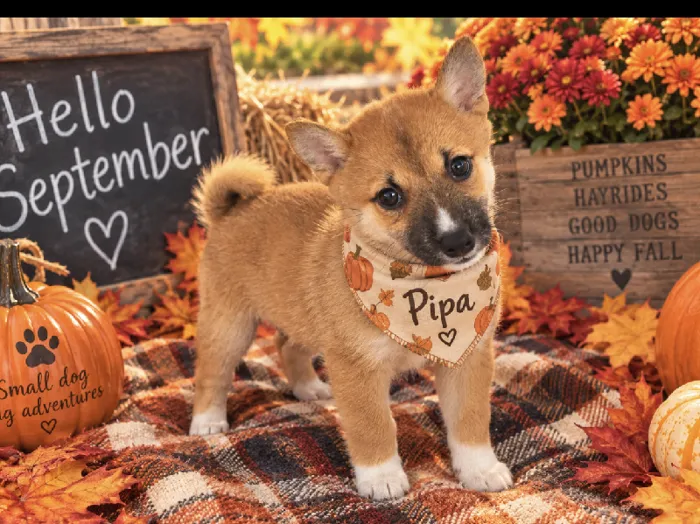 Female Shiba Inu puppy named Pipa for sale at Puppy City Harrisonburg.