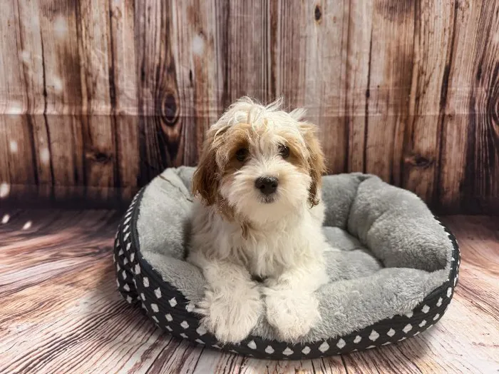 Male Teddy Bear puppy named Fred for sale at Puppy City Winchester.