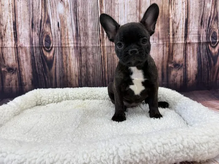 Female Frenchton puppy named Nellie for sale at Puppy City Winchester.