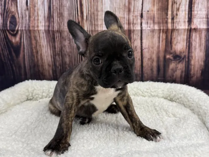 Male Frenchton puppy named Clinton for sale at Puppy City Winchester.