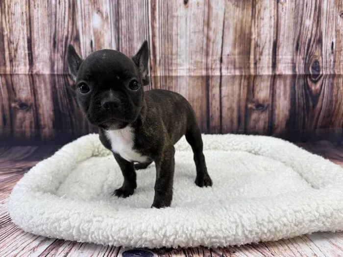 Male Frenchton puppy named Winston for sale at Puppy City Winchester.