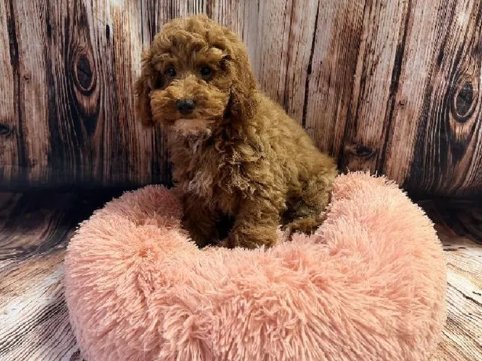 Male Mini Poodle puppy named Ozzie for sale at Puppy City Winchester.