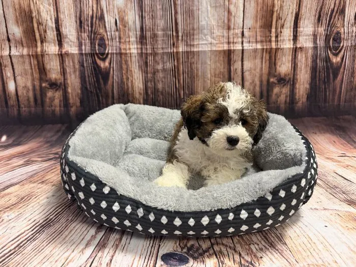 Male Teddy Bear puppy named Shaggy for sale at Puppy City Winchester.