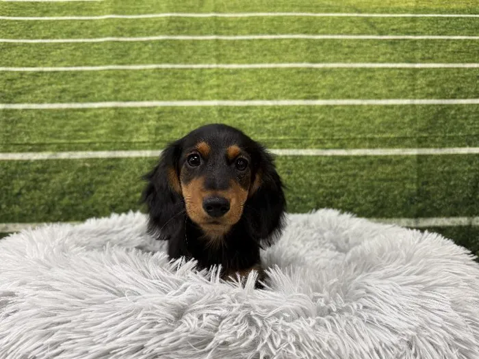 Female Mini Dachshund puppy named Mabel for sale at Puppy City Winchester.