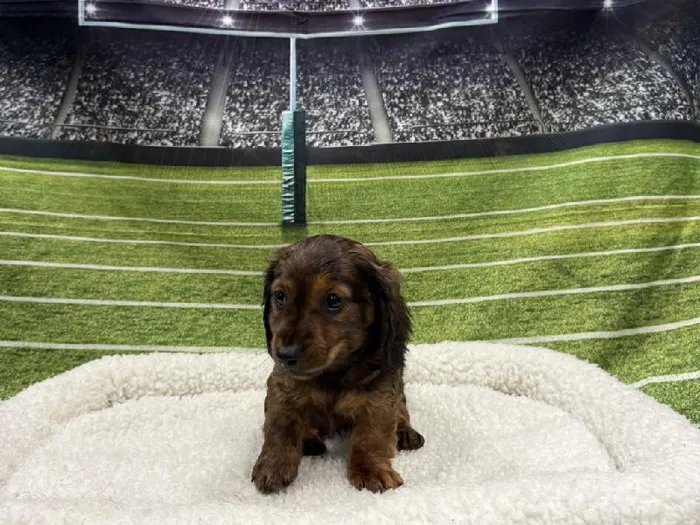 Male Mini Dachshund puppy named Victor for sale at Puppy City Winchester.