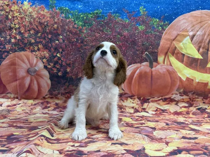 Male Cavalier King Charles Spaniel puppy named Peter for sale at Puppy City Winchester.