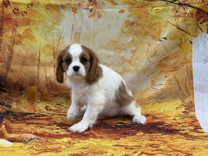 Female Cavalier King Charles Spaniel puppy named Nan for sale at Puppy City Harrisonburg.