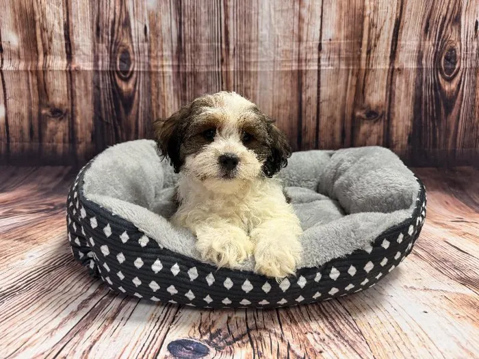 Male Teddy Bear puppy named Michael for sale at Puppy City Winchester.
