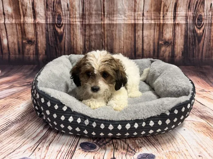 Male Teddy Bear puppy named Michel for sale at Puppy City Winchester.