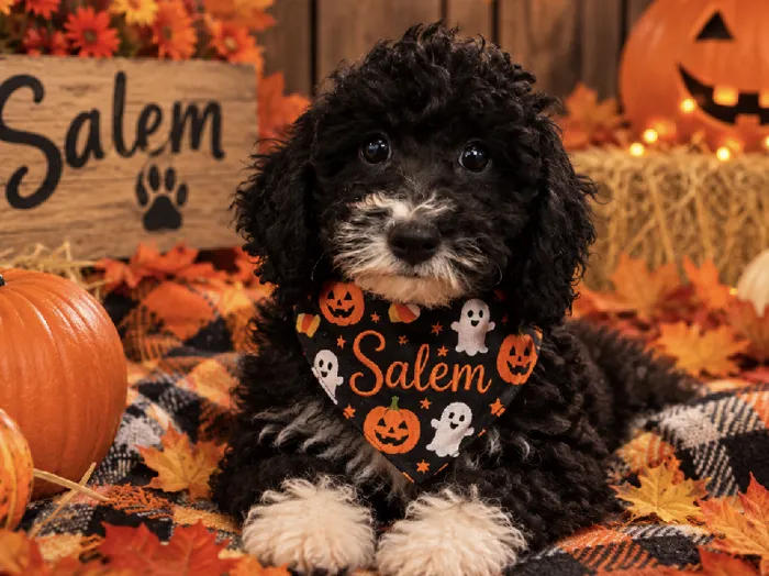 Female Mini Bernedoodle puppy named Salem for sale at Puppy City Harrisonburg.