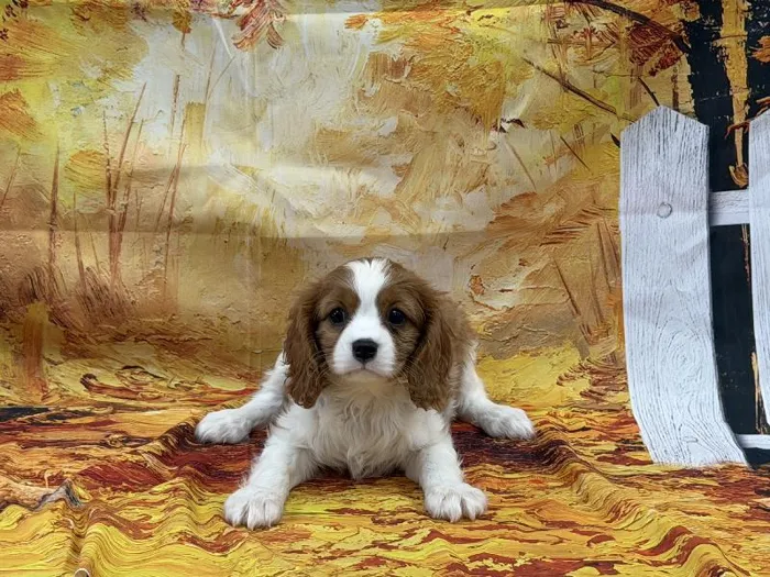 Male Cavalier King Charles Spaniel puppy named Snickers for sale at Puppy City Harrisonburg.