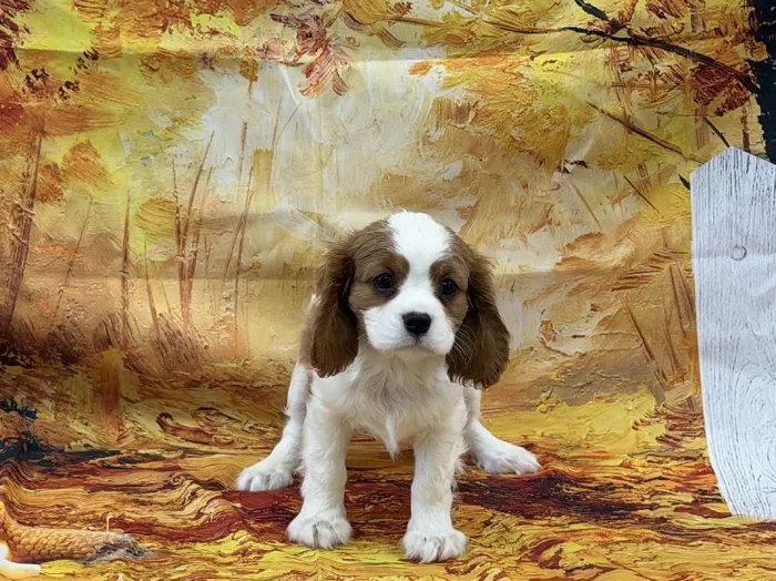 Male Cavalier King Charles Spaniel puppy named Gravy for sale at Puppy City Winchester.