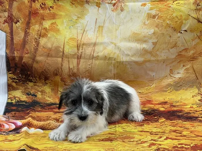 Male Mini Schnauzer puppy named Robert for sale at Puppy City Harrisonburg.
