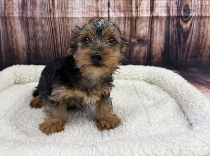 Male Yorkie puppy named Alfie for sale at Puppy City Winchester.