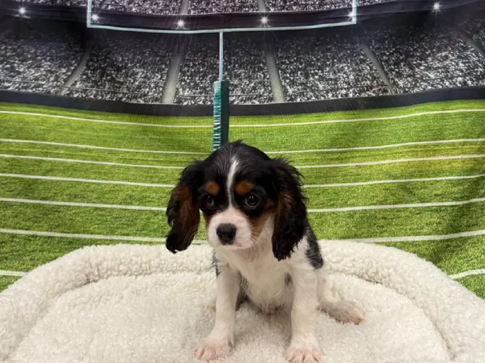 Male Cavalier King Charles Spaniel puppy named Scraps for sale at Puppy City Winchester.