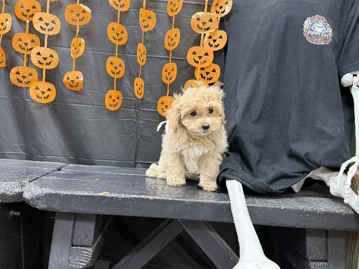 Male Maltipoo puppy named Munchkin for sale at Puppy City Winchester.