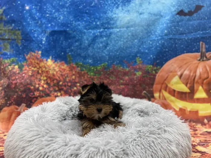 Male Yorkie puppy named Jack for sale at Puppy City Winchester.