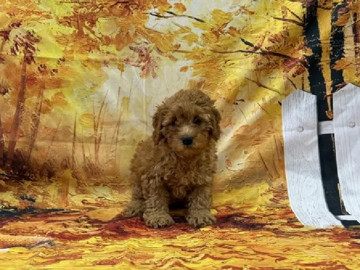 Male Mini Poodle puppy named Lohan for sale at Puppy City Winchester.