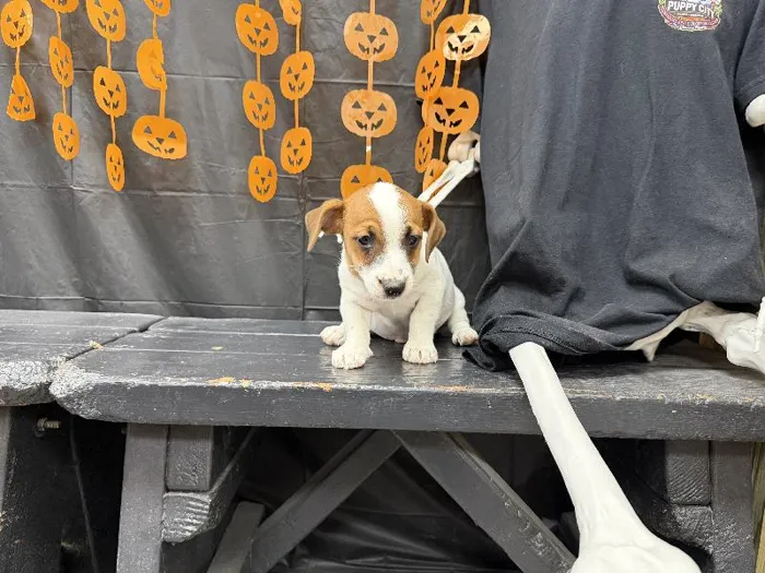 Male French Bulldog puppy named Oz for sale at Puppy City Winchester.