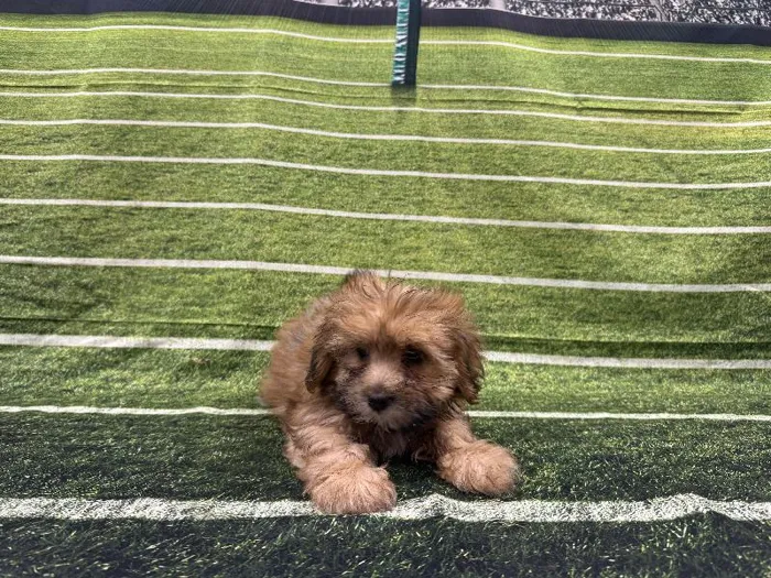 Male Teddy Bear puppy named Gary for sale at Puppy City Winchester.