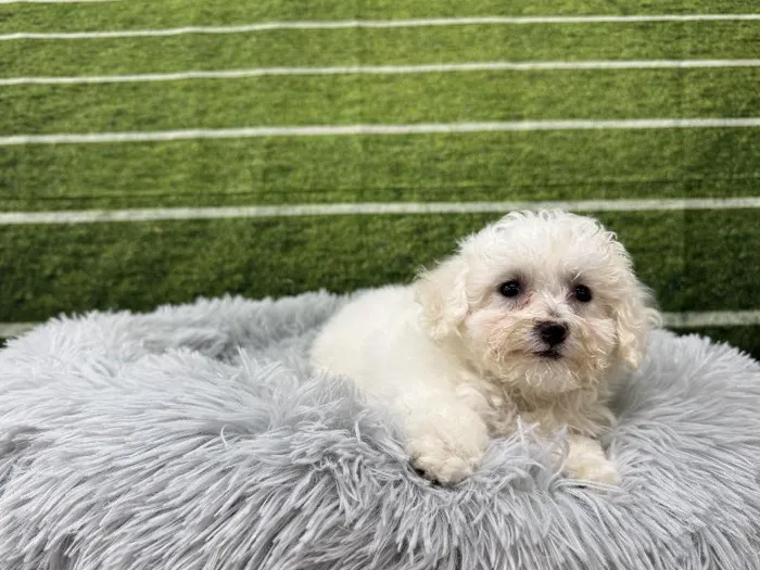 Female Bichon Poo puppy named Leia for sale at Puppy City Winchester.