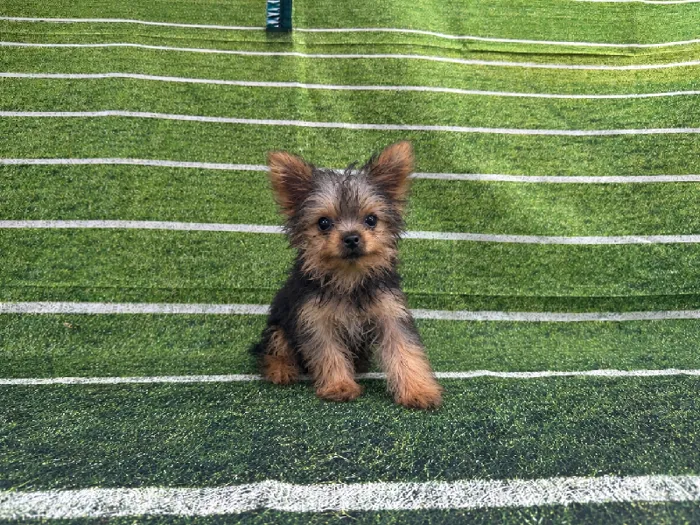 Male Yorkie puppy named Jimmy for sale at Puppy City Winchester.