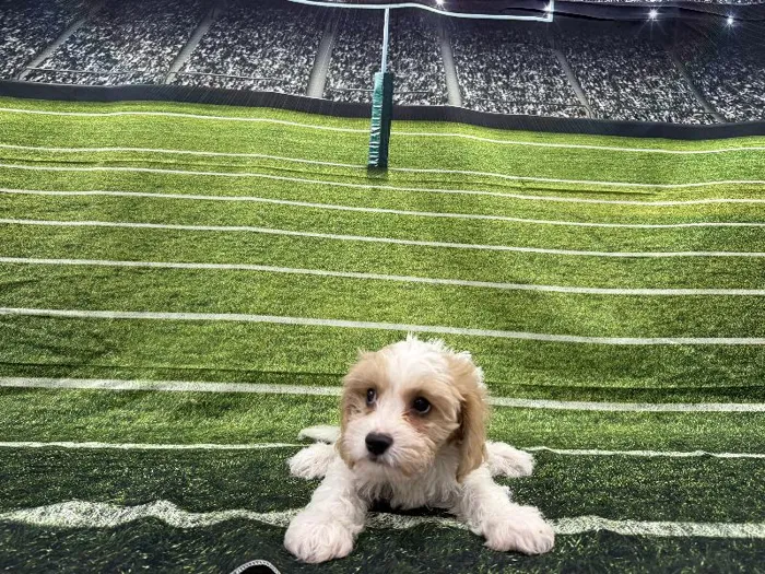 Male Cavachon puppy named Vincent for sale at Puppy City Winchester.