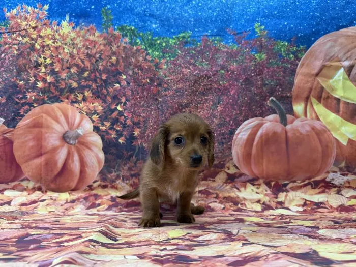 Female Mini Dachshund puppy named Gwen for sale at Puppy City Winchester.