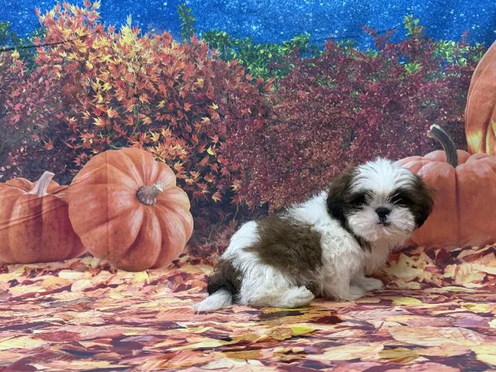 Male Shih Tzu puppy named Frank for sale at Puppy City Winchester.