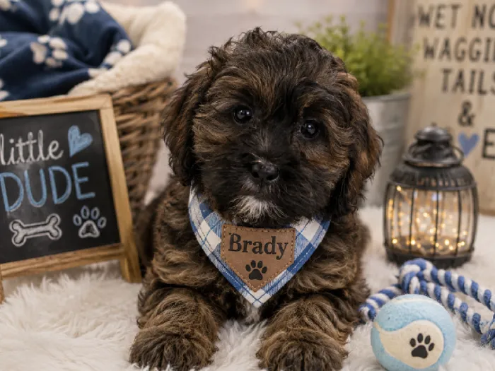 Male Shipoo puppy named Brady for sale at Puppy City Harrisonburg.