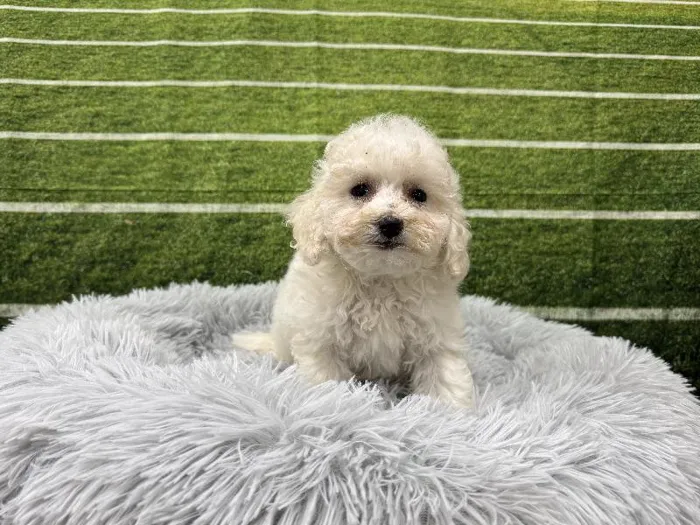 Female Bichon Poo puppy named Dorothy for sale at Puppy City Winchester.