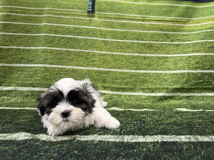 Female Shih Tzu puppy named Kylie for sale at Puppy City Winchester.